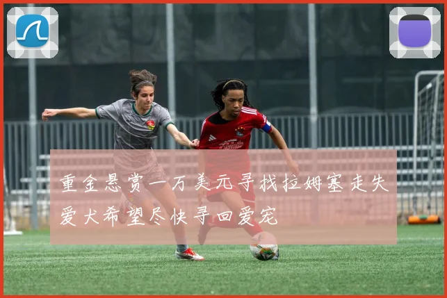 重金悬赏一万美元寻找拉姆塞走失爱犬希望尽快寻回爱宠